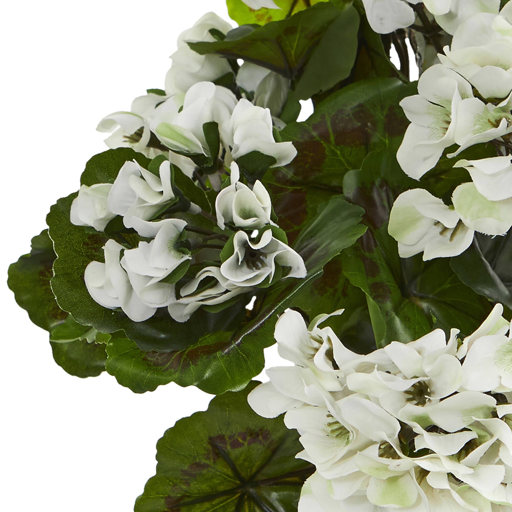 White Geranium Bush, 3ct.